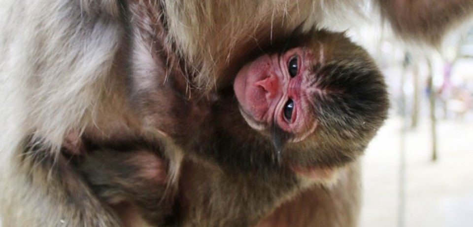 Zoo japonês se desculpa após dar nome de Charlotte a filhote de macaco