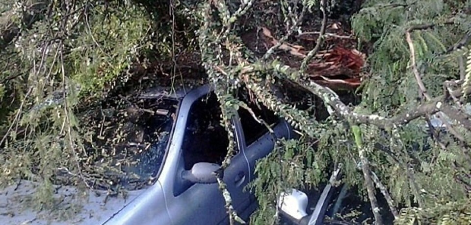 Árvore cai sobre dois carros dentro do campus da UFPE, no Recife