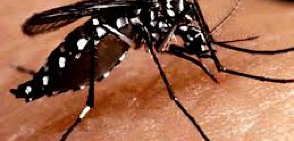 Número de mortes por dengue chega a 12 em Pernambuco