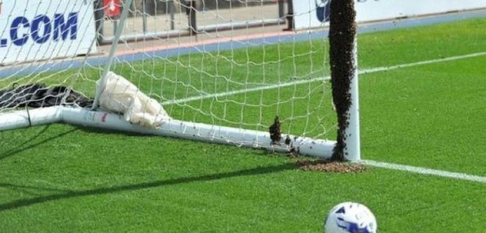 Enxame de abelhas em trave adia jogo de futebol na Inglaterra