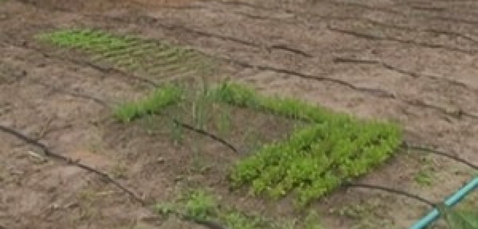 Agricultores reciclam água para o uso no plantio, na zona rural de Garanhuns