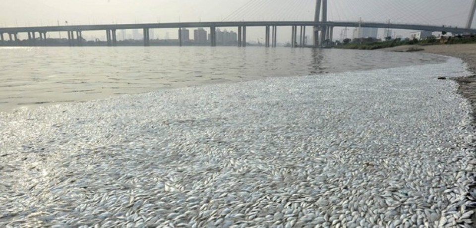Milhares de peixes aparecem mortos em rio de Tianjin, na China