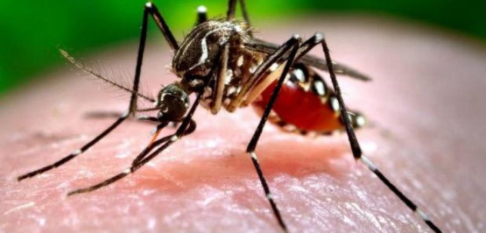 SURTO: Chikungunya pode ter pico ainda maior em Pernambuco