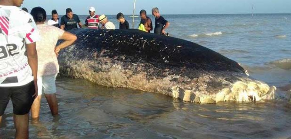 Baleia é encontrada morta na praia de Carne de Vaca, em Goiana, PE