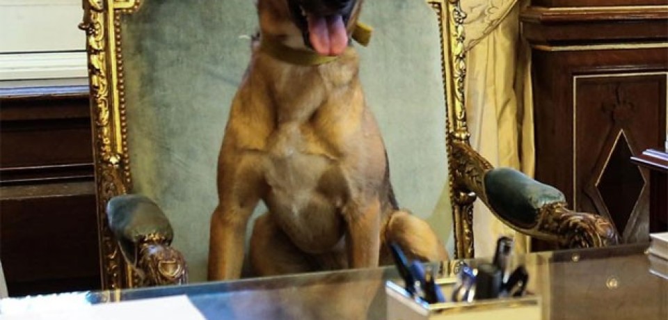 Presidente da Argentina publica foto de cão em cadeira presidencial