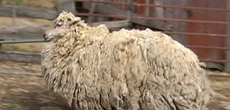 Ovelha cabeluda que passou 6 anos perdida recebe 1ª tosa