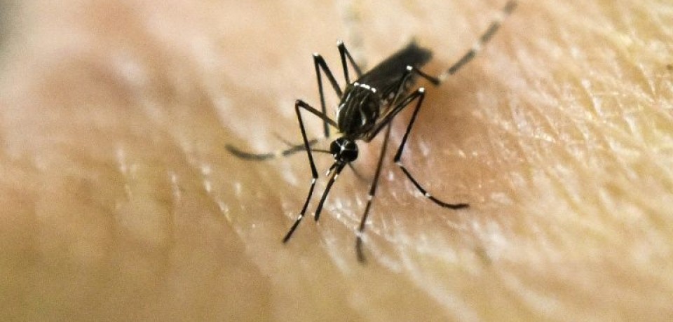 Vacina contra zika deve ser testada em animais a partir de novembro