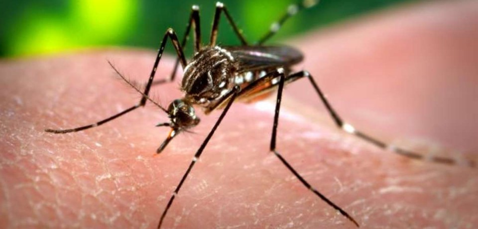 Casa Branca destinará US$ 589 milhões para combate ao vírus zika