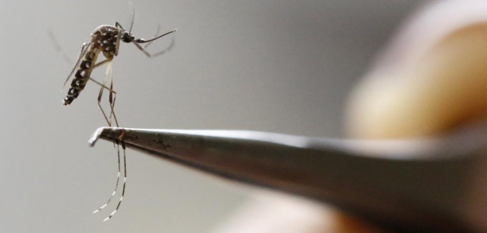 Espanha registra 1º caso de microcefalia por Zika
