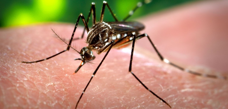 Dengue já matou 94 pessoas em Minas neste ano
