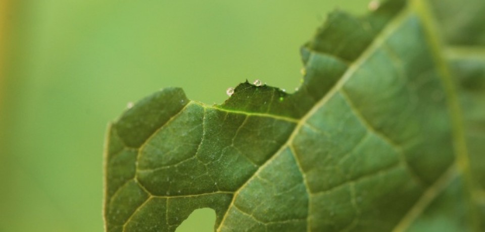 Você sabia que há plantas que ‘sangram’ para se defender? Entenda mecanismo