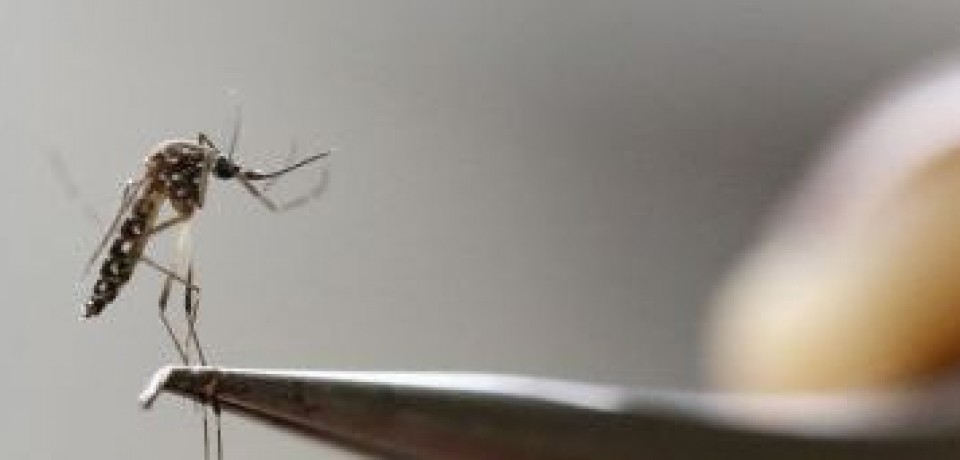 Brasil registra 161,2 mil casos com suspeita de Zika neste ano