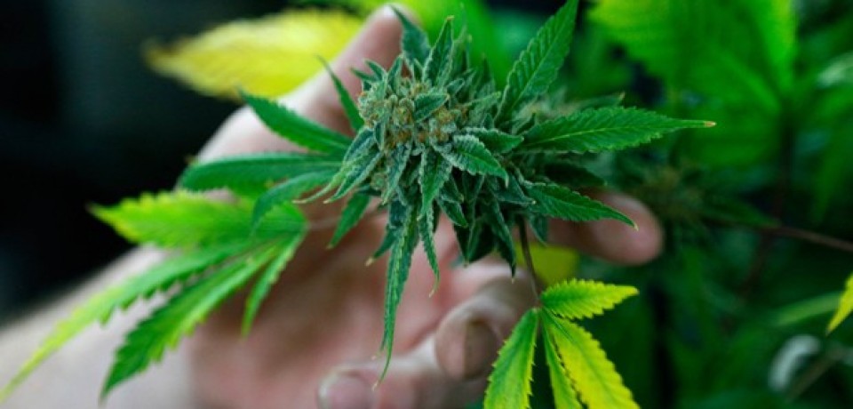 Maconha no Uruguai será vendida em pacotes de 10 g e sem publicidade