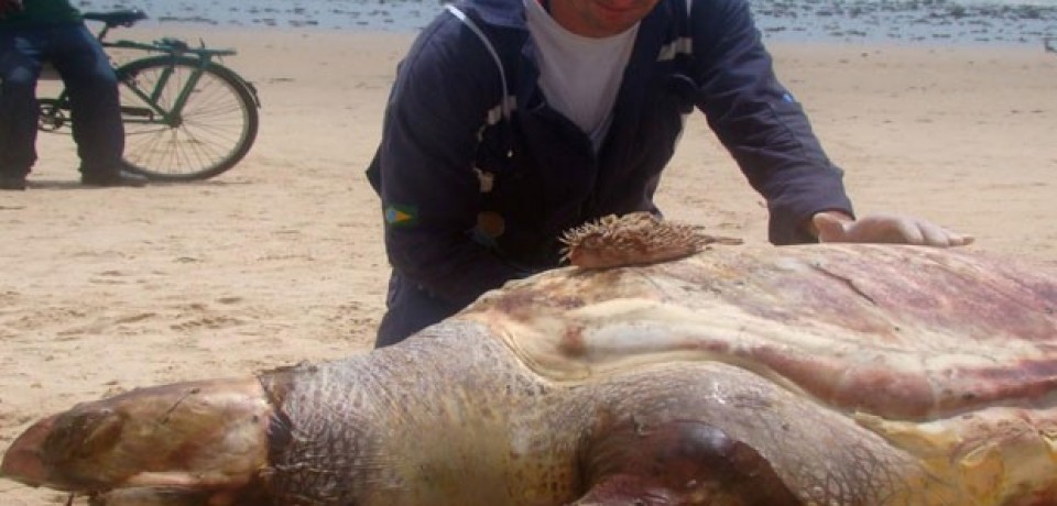 Tartaruga é encontrada morta na praia de Boa Viagem