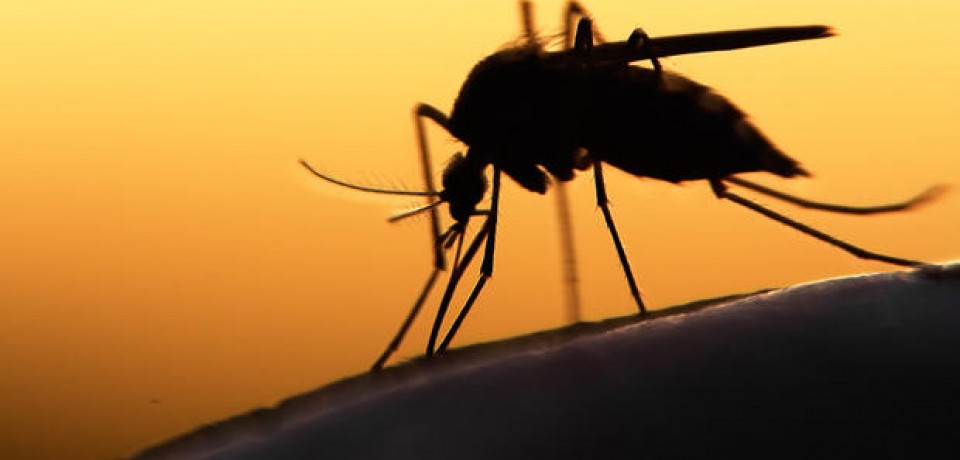 Governo da Flórida identifica mais 10 casos de zika em Miami