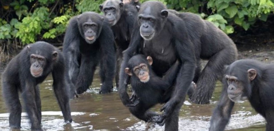 Chimpanzés infectados e abandonados por laboratório de NY ‘colonizam’ ilhas africanas