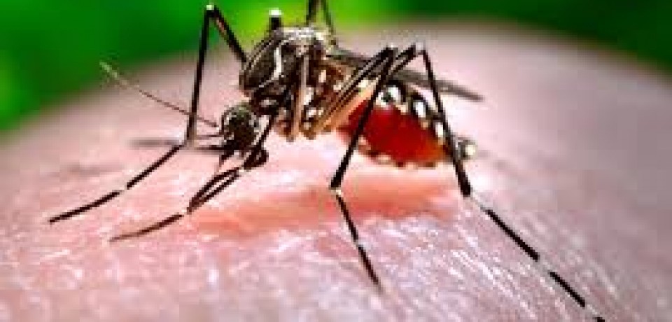 Em uma semana, PE registra 2,3 mil suspeitas de dengue e chikungunya