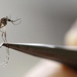 Mayaro: mais um vírus transmitido pelo Aedes aegypti que pode se espalhar